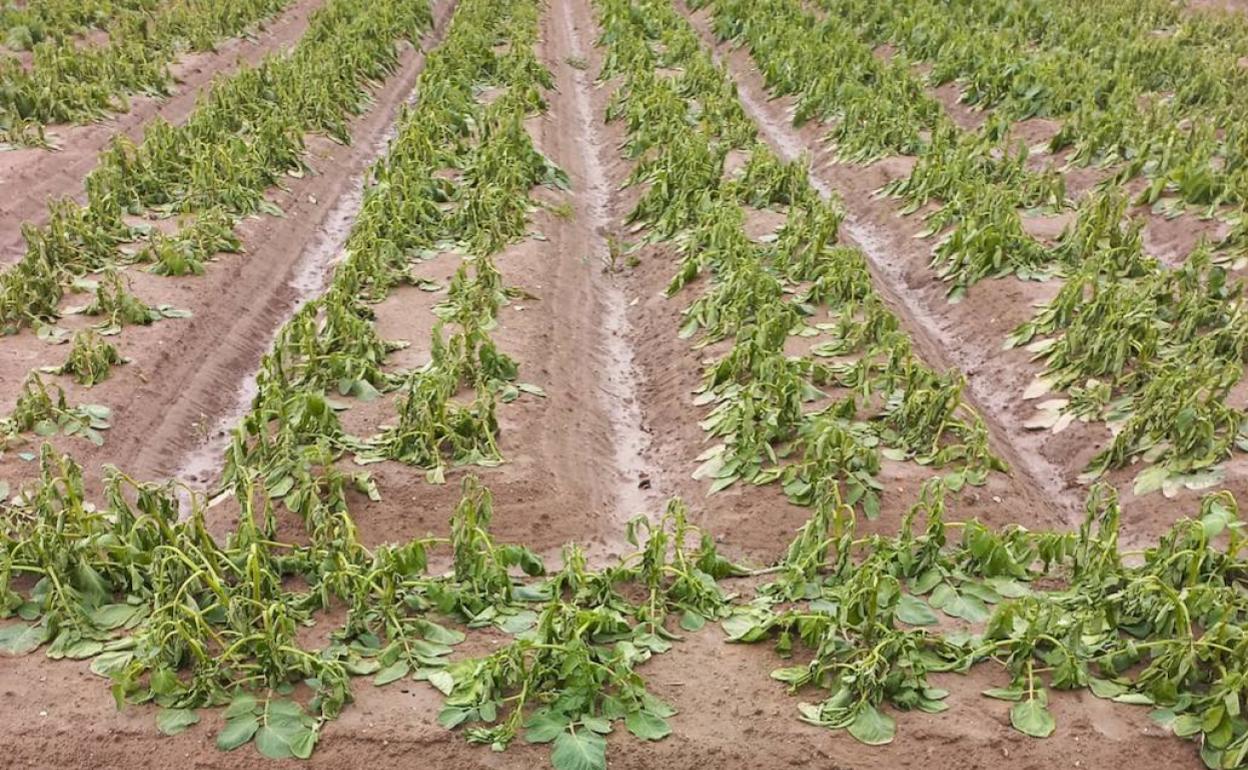 Un campo afectado por las lluvias en la comarca. 