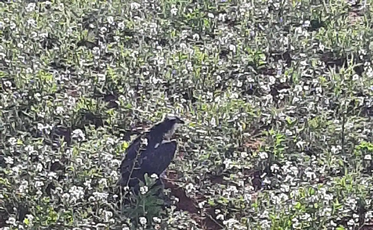 Fallece un águila pescadora en peligro de extinción en Sagunto | Las  Provincias