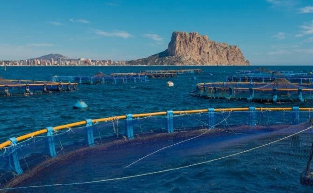 La piscifactoría que se encuentra frente al litoral de Calp. 