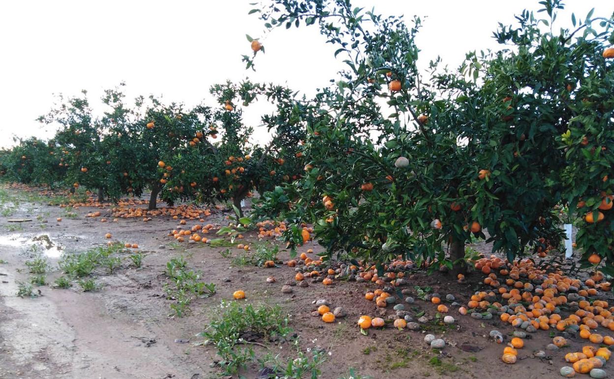 Los agricultores valencianos prevén unas pérdidas de 150 millones por las lluvias y el frío