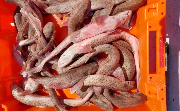 Imagen principal - Pesca en Valencia | Un día de pesca a bordo del Pausep: objetivo, la gamba roja