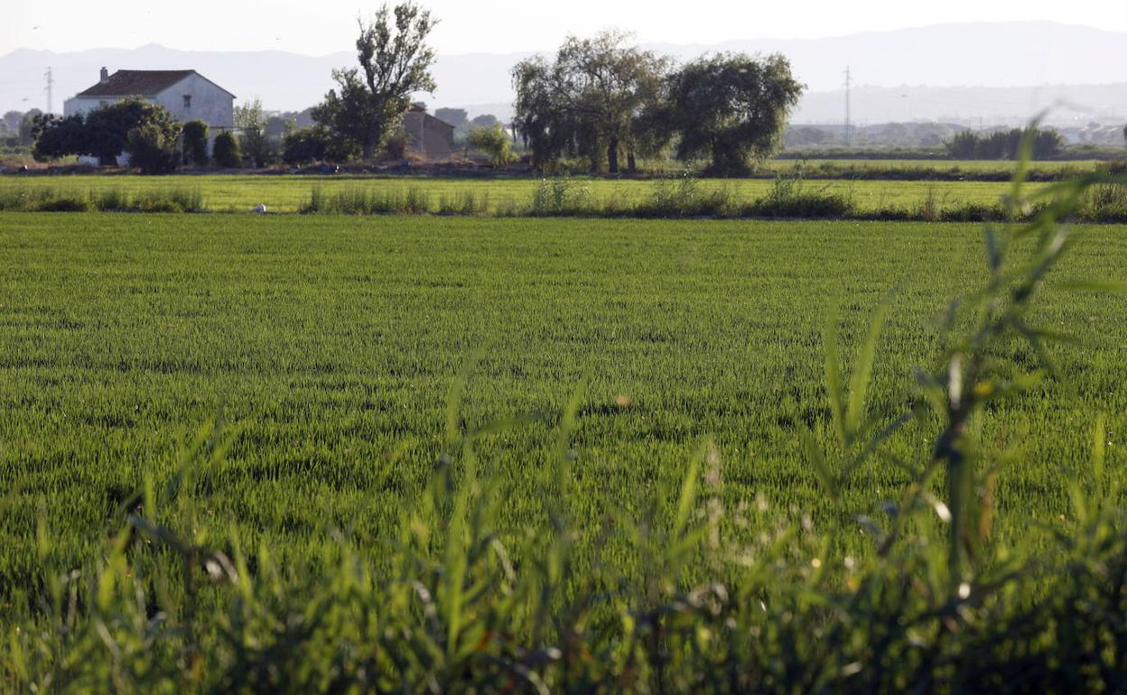 Un paraje de la Albufera. 