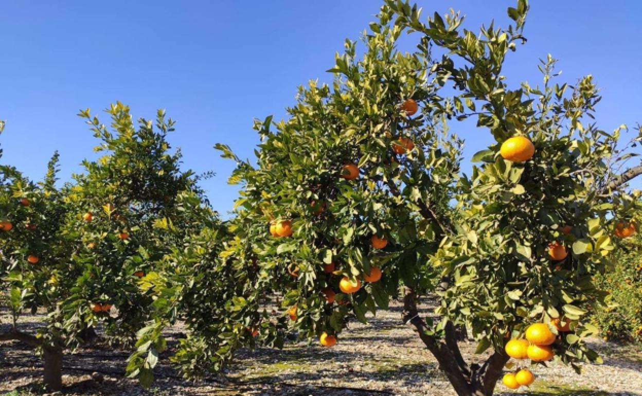 Naranjas | El tratamiento en frío le cuesta a Sudádrica cerca de 20 millones de euros al año