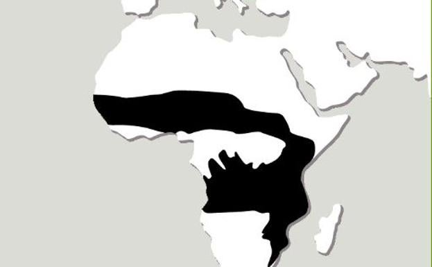 Zonas donde está la rata de Gambia, en África. 