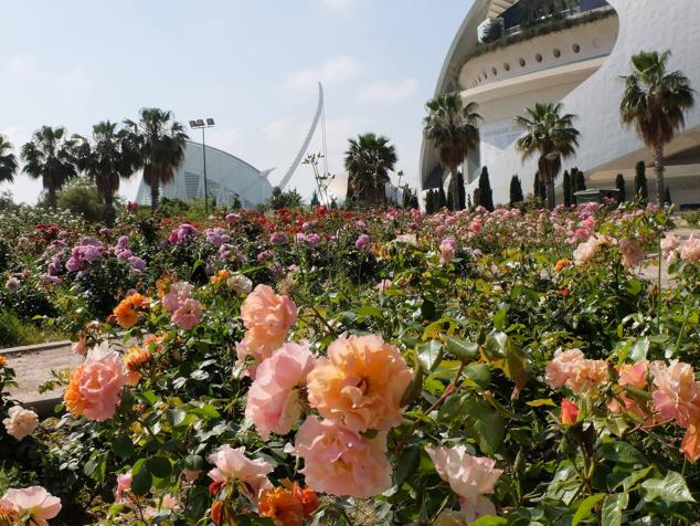 Fotos: Las rosas más sorprendentes del río