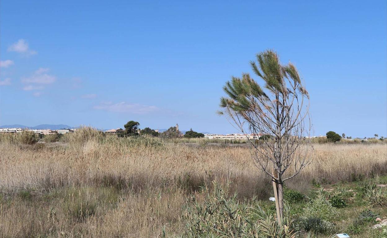 Un tramo del delta del río Palancia. 