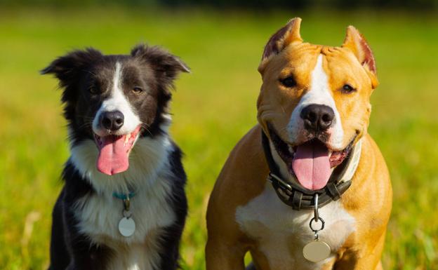 Por qué los perros sacan tanto la lengua 