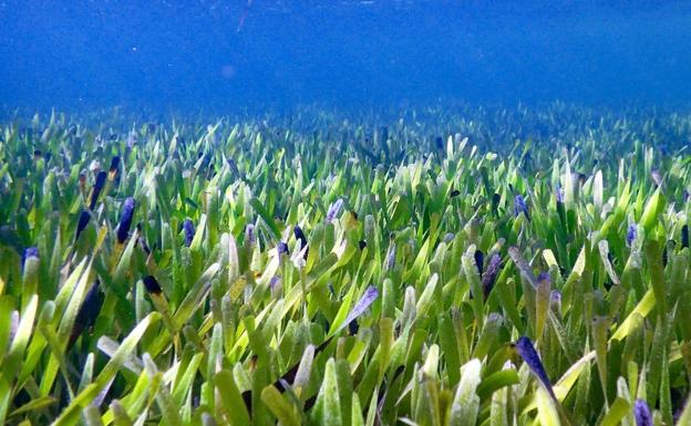 La pradera de posidonia australis en Shark Bay, Australia Occidental. 