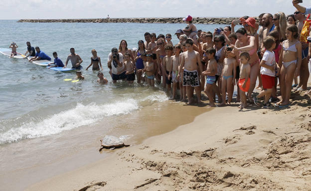 La suelta de una tortuga en la playa de Puçol. 