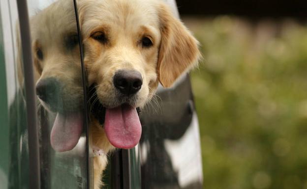 El multazo de la DGT por llevar a tu perro mal en el coche