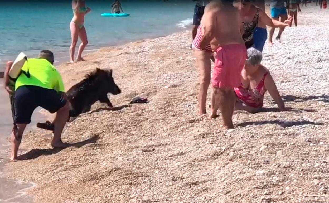 Imagen del jabalí que apareció en la playa del Racó de l'Albir el pasado viernes