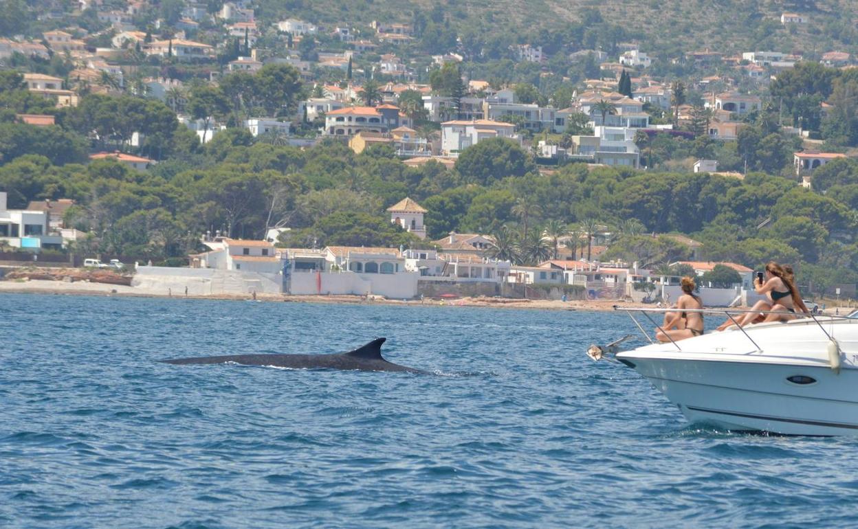 Un rorcual cerca del litoral de Dénia. 