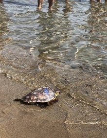 Imagen secundaria 2 - Varios momentos del acto de suelta de tortugas celebrado en Dénia. 