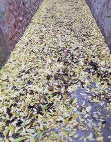 Imagen secundaria 2 - (Arriba y izquierda) Ubicación de las viviendas, al borde de una ladera. (Derecha) Estado de a calle tras la caída de hojas y lluvia.  