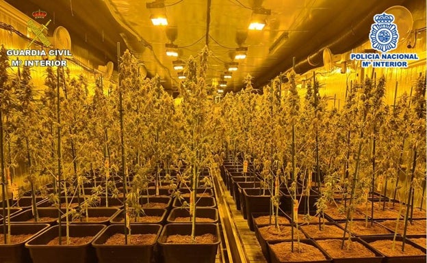 Imagen principal - Imagen de la plantación de marihuana, el grupo electrógeno y el camión cisterna para el combustible. 