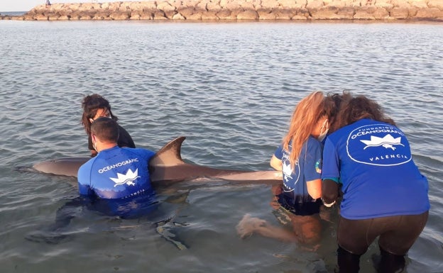 Personal del Oceanogràfic con el cetáceo. 