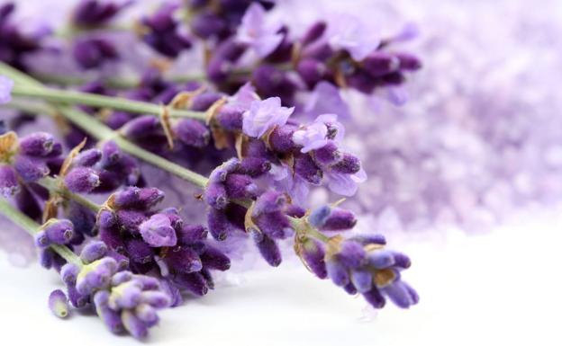 ¿Cómo cuidar la lavanda?: Consejos para que la planta que alivia el estrés y ayuda a dormir florezca