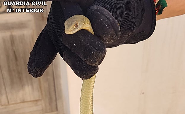 Imagen de la culebra encontrada por el casco urbano de Tabarca. 