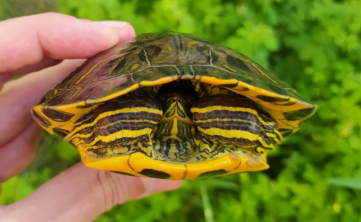  Tortuga de Florida, una de las especies exóticas que están invadiendo los ríos. 