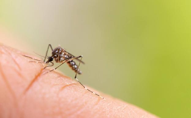 Cómo saber qué insecto te ha picado observando la picadura que deja