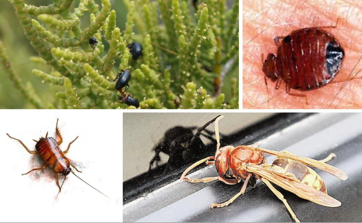 Moscas, mosquitos y cucarachas: cómo eliminarlos | Las plagas de insectos  que más van a picar este verano: los venenosos y los chupadores | Las  Provincias