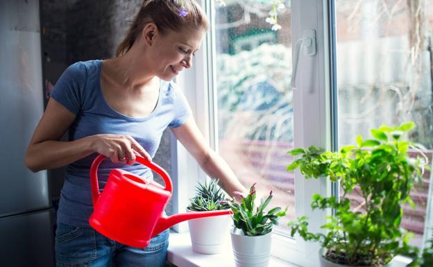 Citronela, la planta que ahuyenta a los mosquitos: trucos y consejos para su cuidado