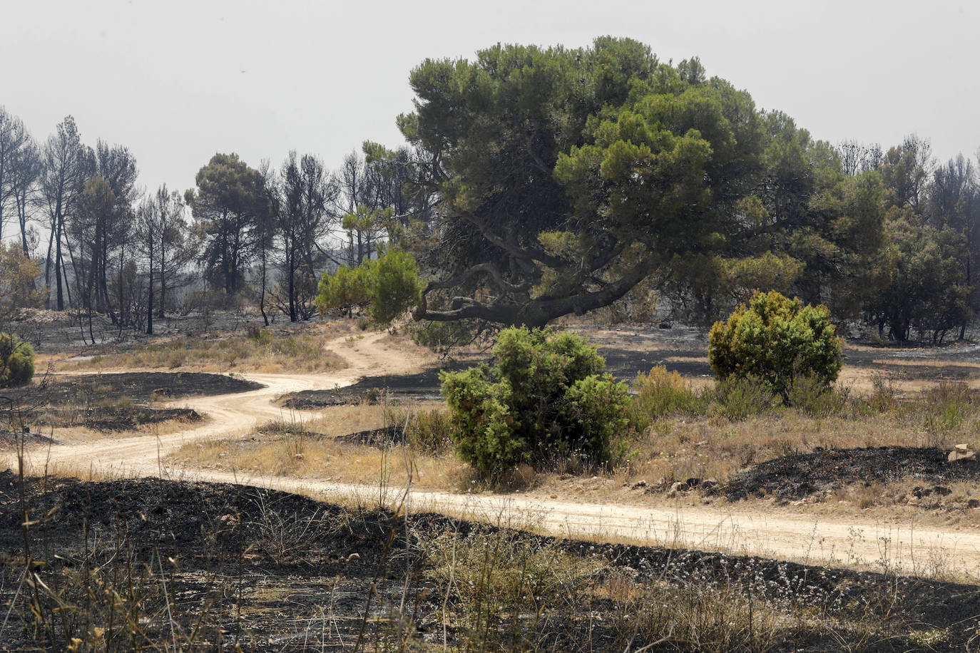 Fotos: Los efectos del incendio de Venta del Moro