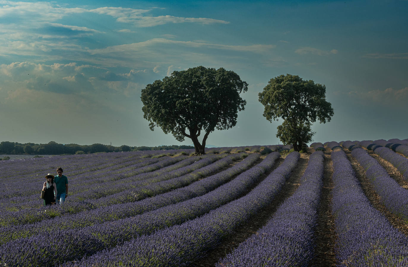 Fotos: Los mágicos campos de lavanda de Brihuega (Guadalajara)