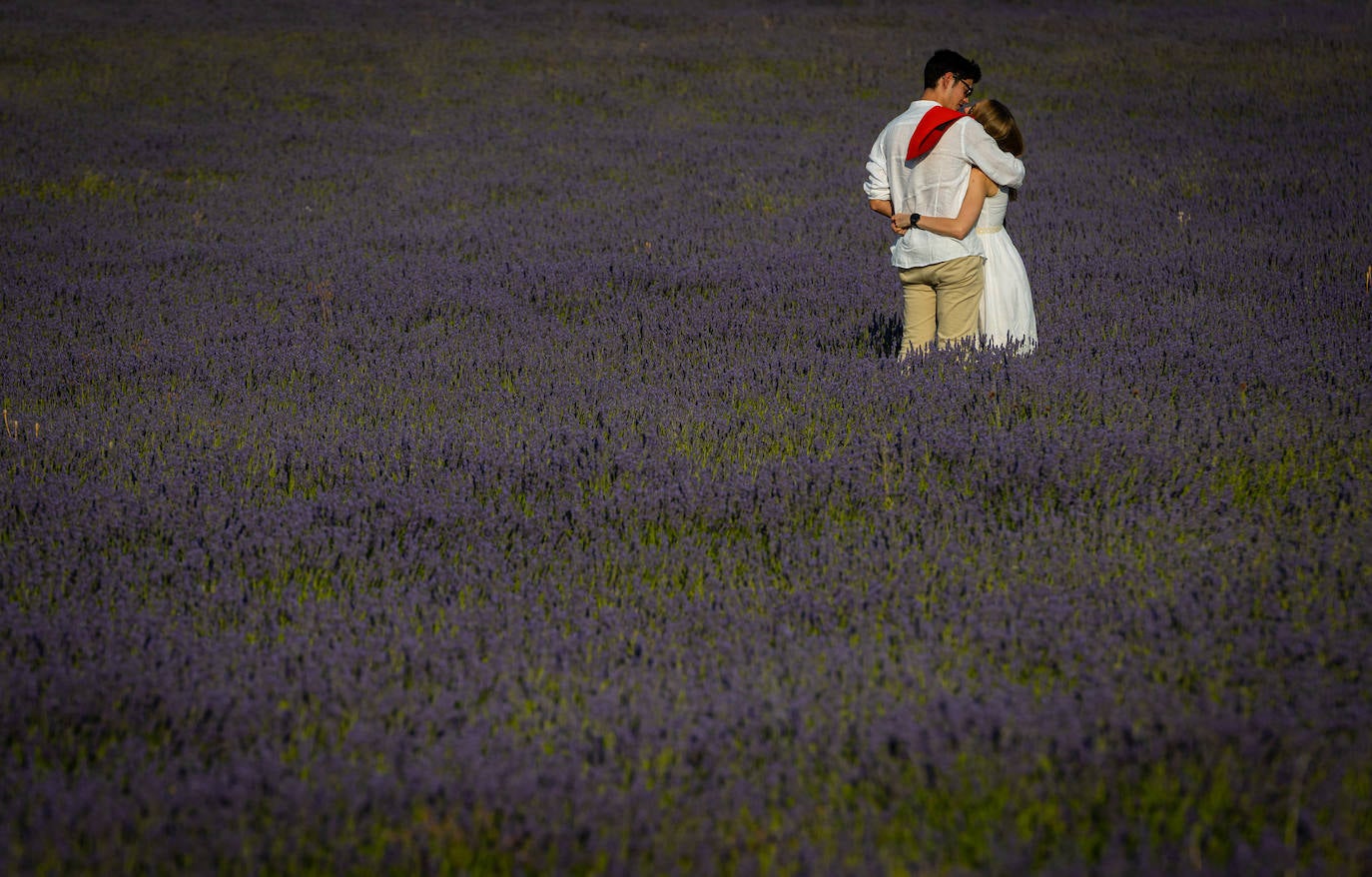 Fotos: Los mágicos campos de lavanda de Brihuega (Guadalajara)