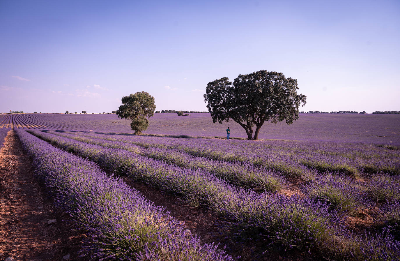 Fotos: Los mágicos campos de lavanda de Brihuega (Guadalajara)
