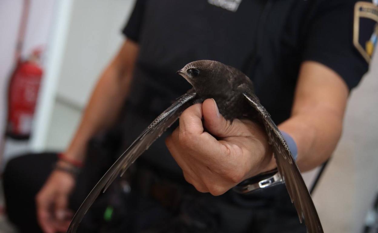 Uno de los ejemplares rescatados. 