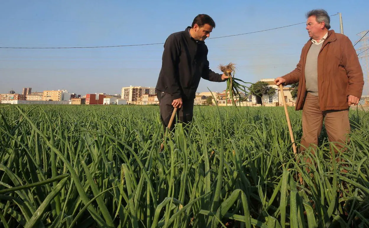 Dos agricultores en un campo de cebolla en Almàssera. 