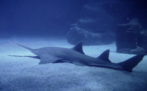 Carla el pez sierra que habita en el Oceanogràfic de Valencia.