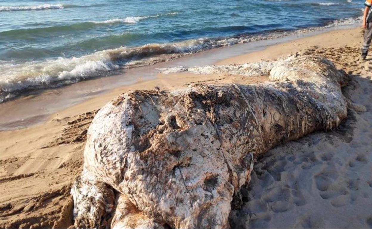 Imagen del cachalote que ha aparecido esta mañana en avanzado estado de descomposición en El Campello. 