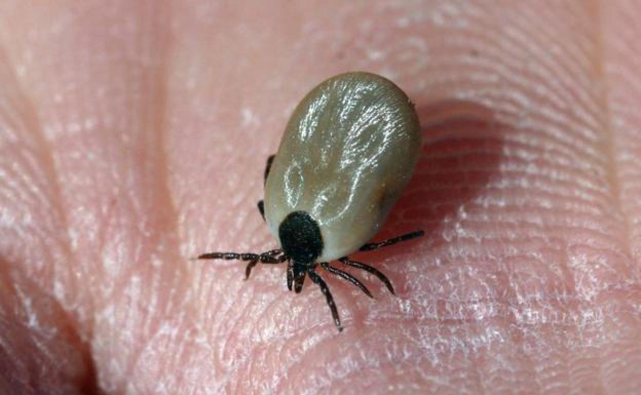 Una garrapata, en una imagen de archivo.