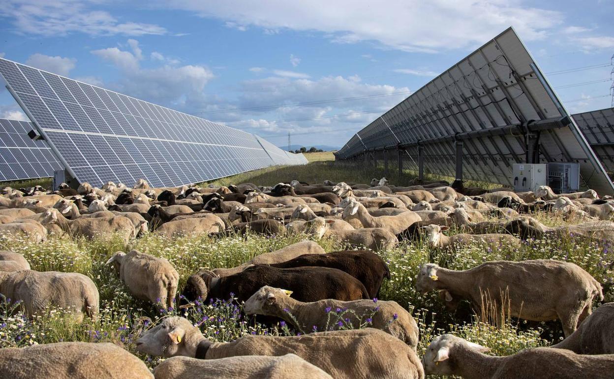 Energía fotovoltáica en la Comunitat | Una multinacional invierte 300 millones en tres plantas fotovoltaicas en la Comunitat