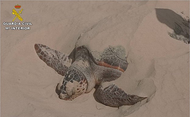 Imagen principal - Los agentes rescatan otra tortuga y 130 huevos en una playa de Guardamar. 