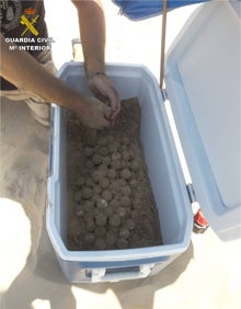 Imagen secundaria 2 - Los agentes rescatan otra tortuga y 130 huevos en una playa de Guardamar. 
