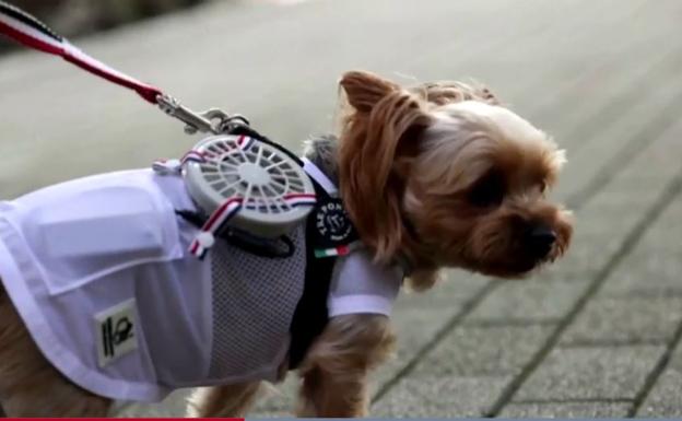 Ola de calor | Ventiladores para perros y gatos