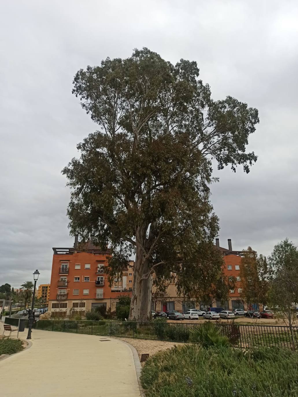El eucalipto que es el árbol más grande de Valencia