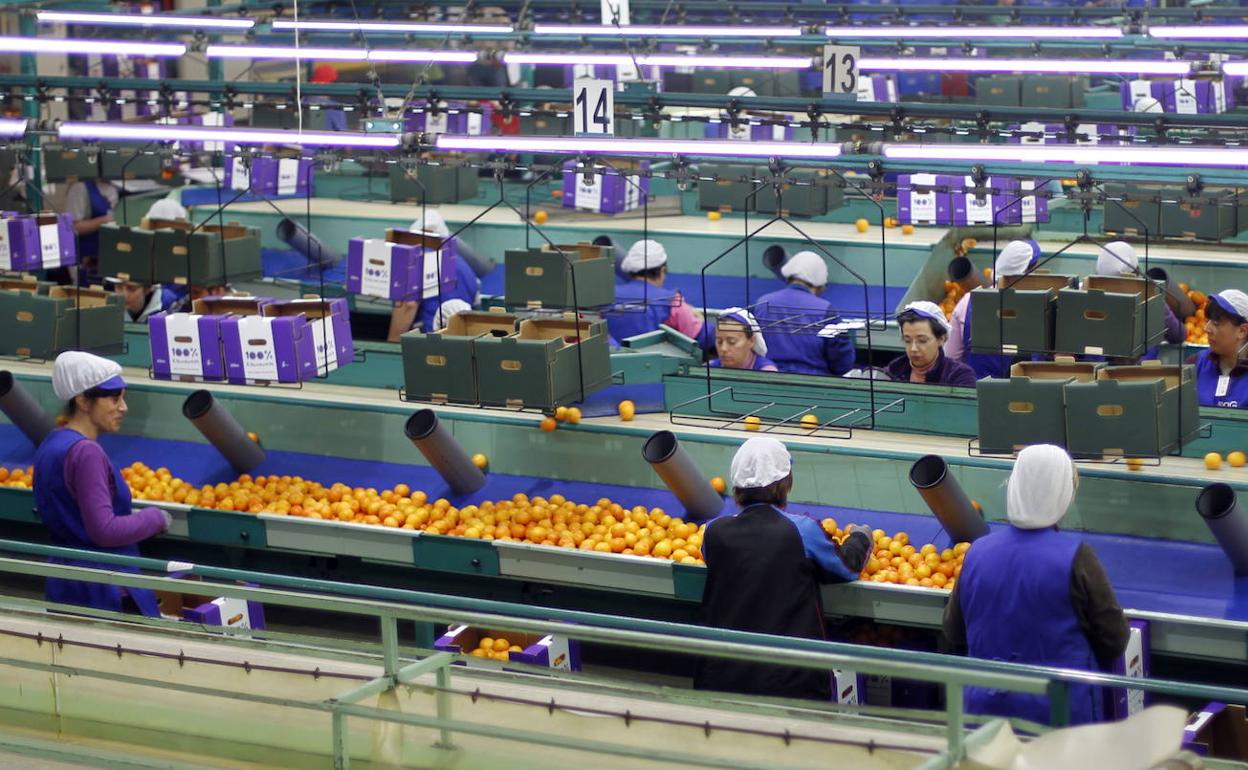 Trabajadoras en un almacén de cítricos de Godella.