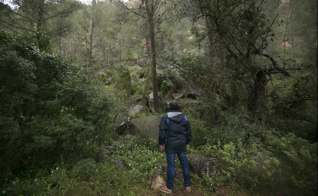 Bosque de Olocau en una imagen de archivo