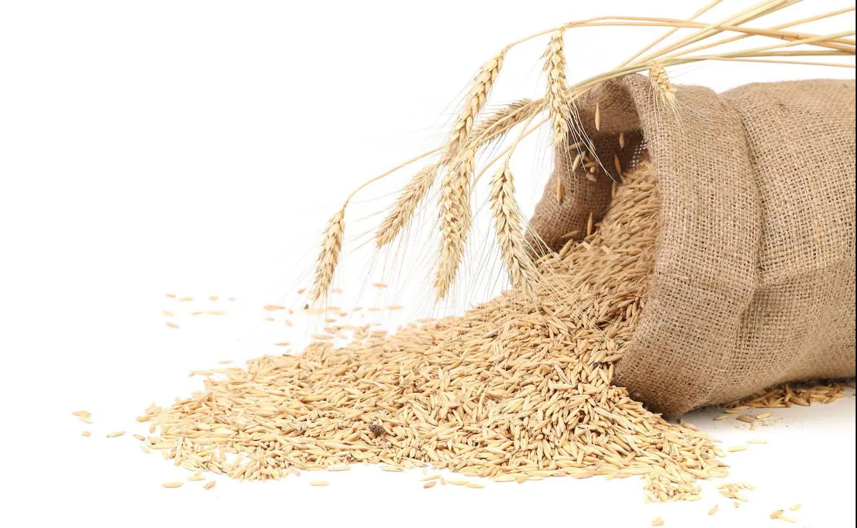 Qué es el germen de trigo y para qué sirve 