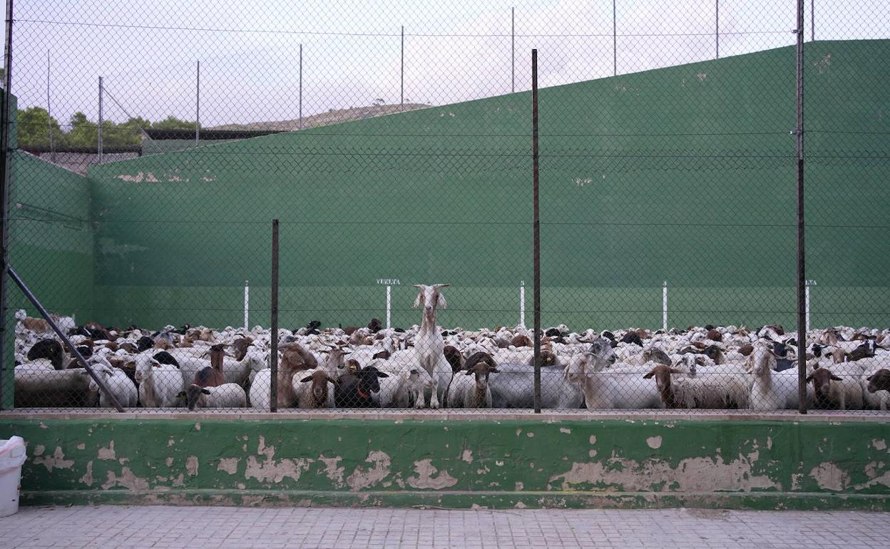 Cientos de ovejas refugiadas en el frontón de Artaj 