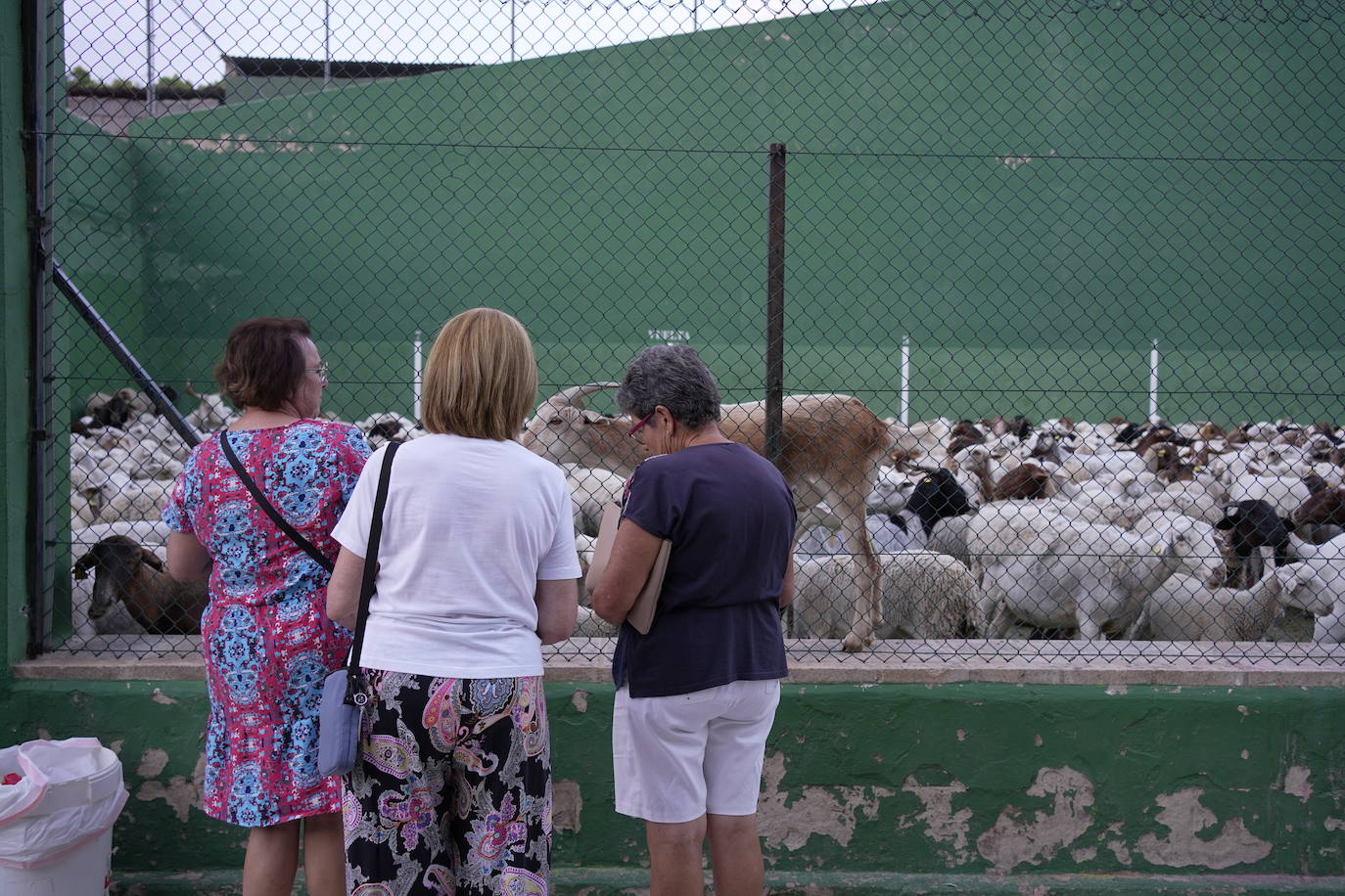 Las ovejas, protegidas en el frontón de Artaj.