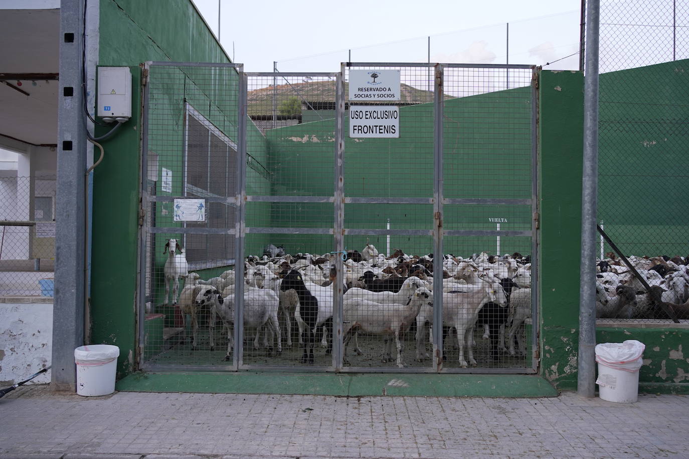 Las ovejas, protegidas en el frontón de Artaj.