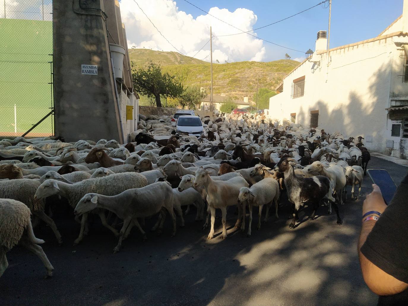 Las ovejas, protegidas en el frontón de Artaj.