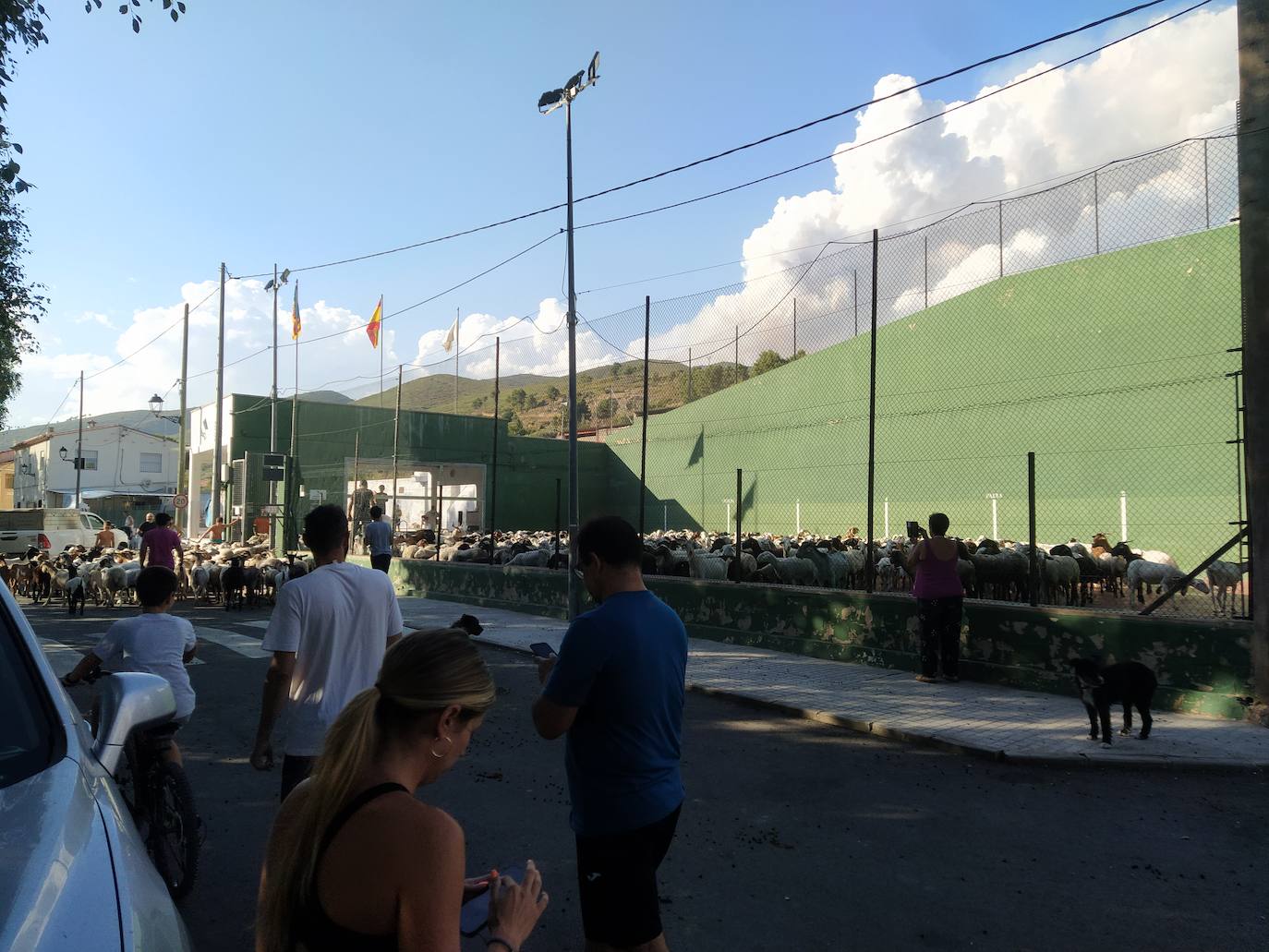 Las ovejas, protegidas en el frontón de Artaj.