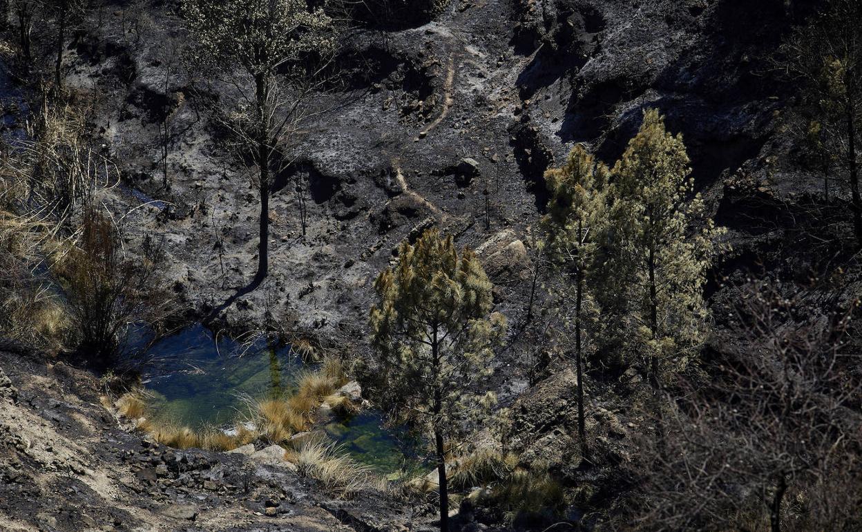 Paisaje de Bejís afectado por el fuego, en las proximidades de la Masía de los Pérez. 