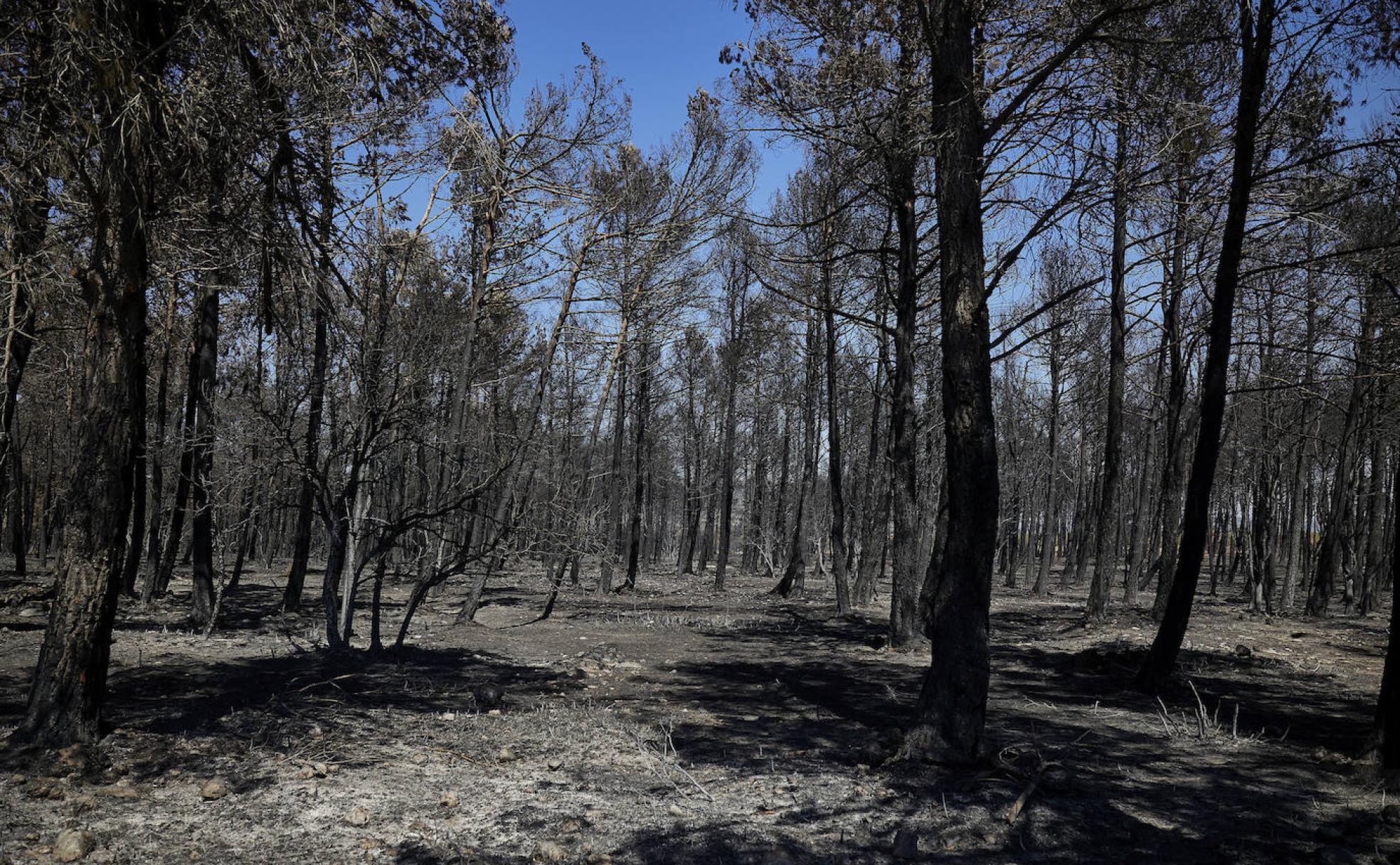 Tierra arrasada por las llamas del incendio en Bejís. 